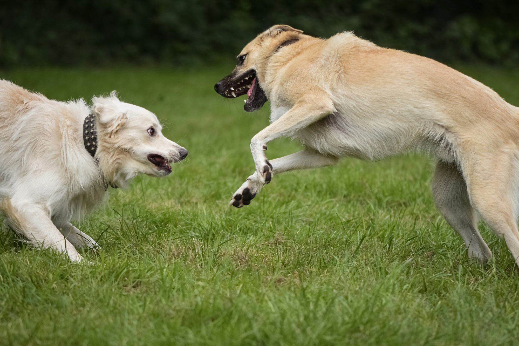 Bracken Ridge Dog Park
