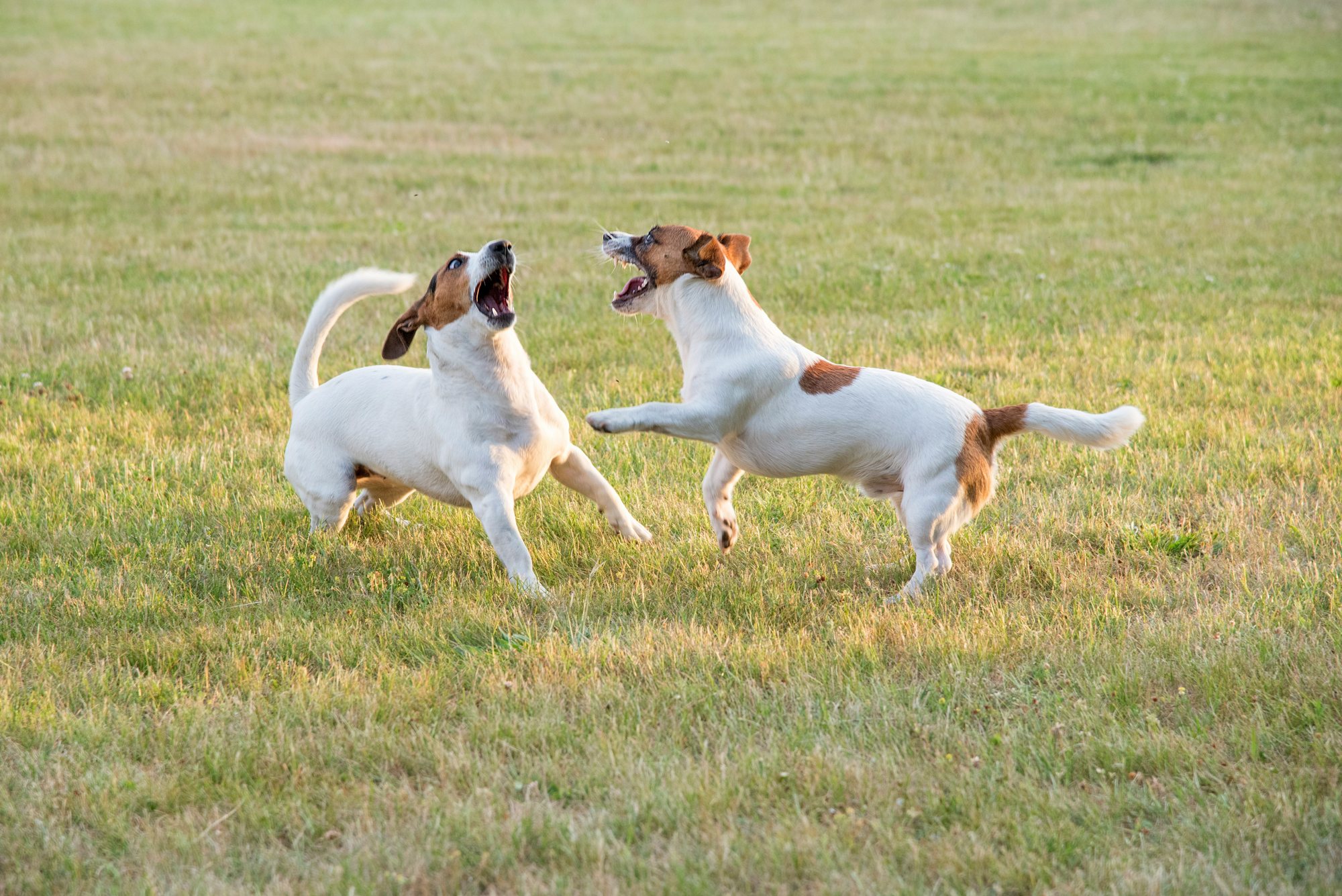 Colmslie Recreation Reserve Dog Park