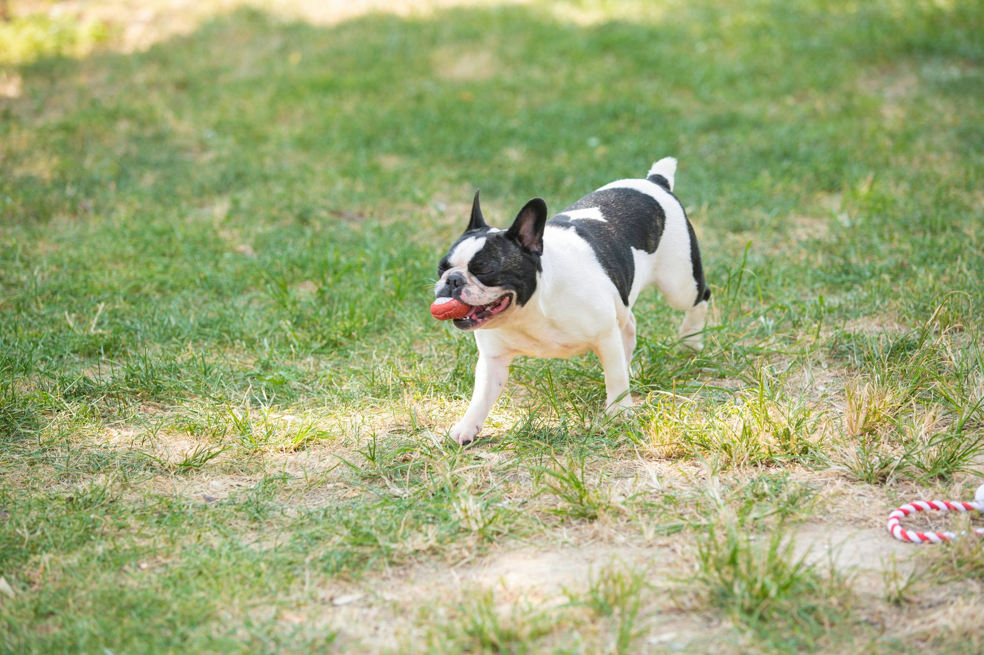 Downfall Creek Dog Park