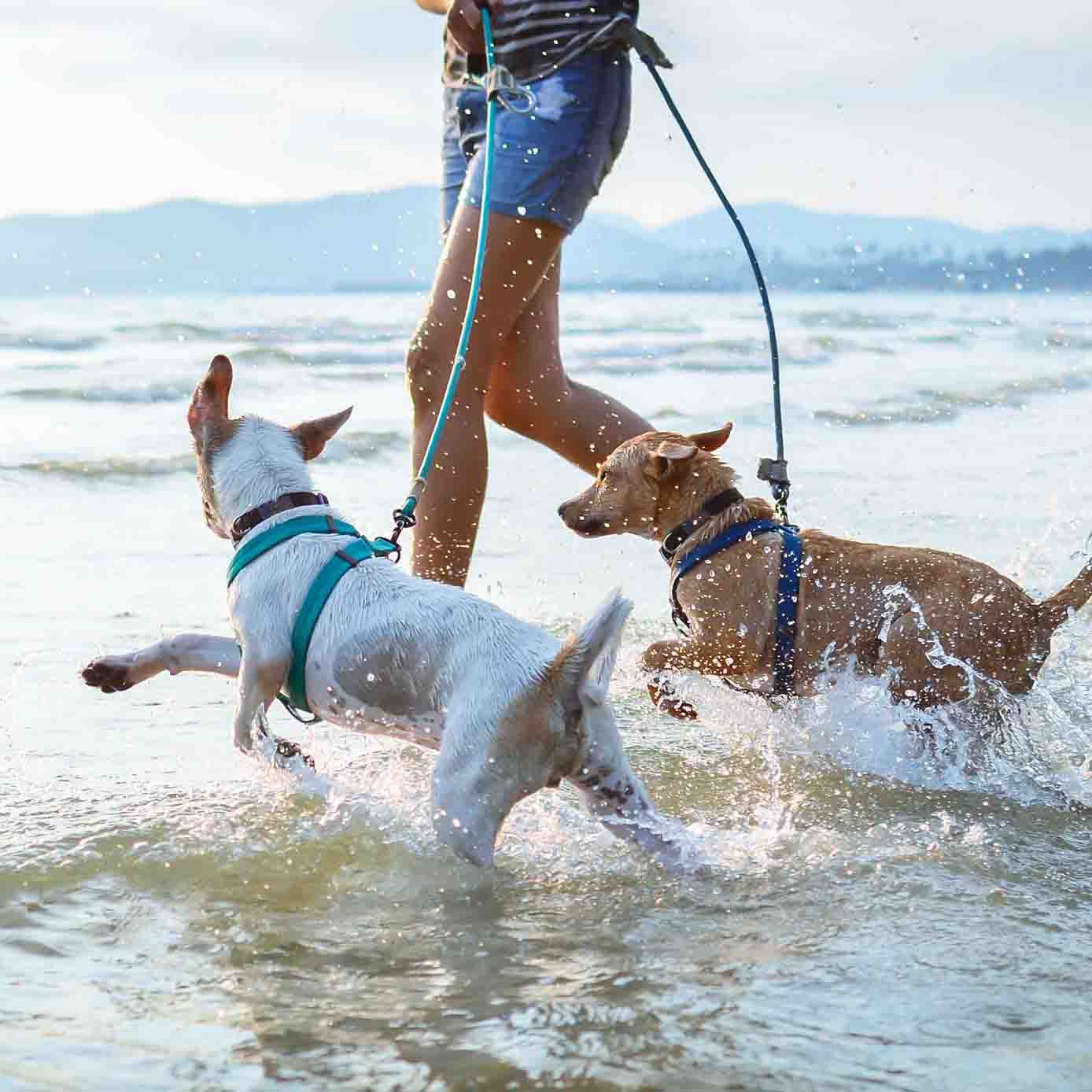 Group Dog Walker Slide
