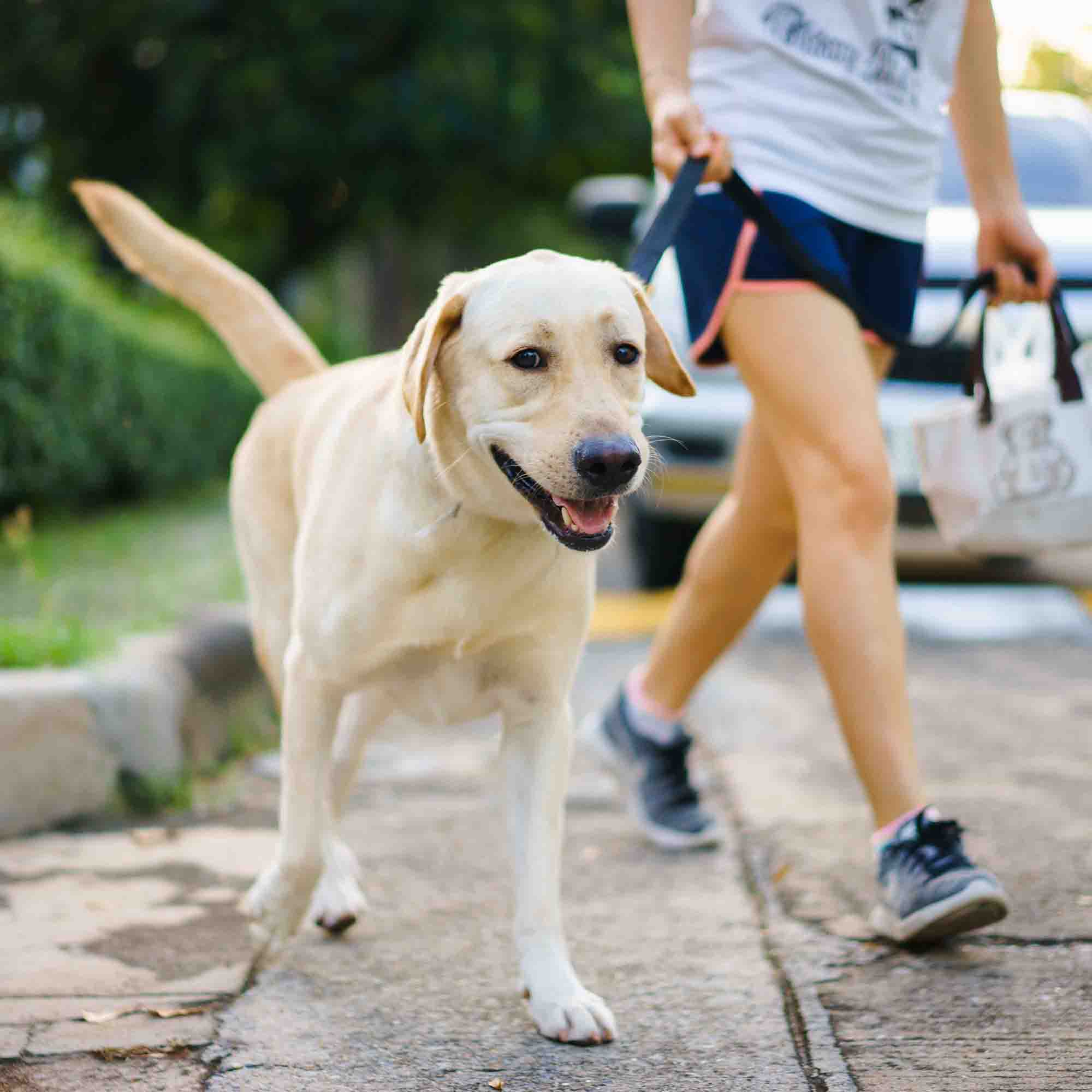Private Dog Walker Slide